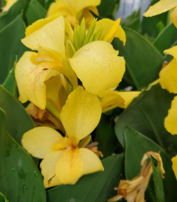 Canna Cannova® Yellow