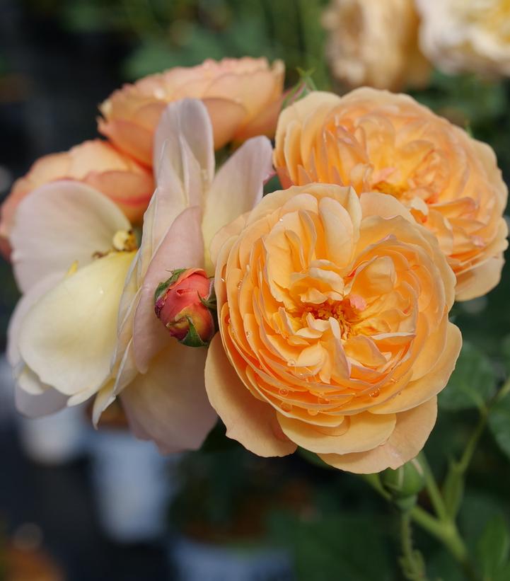 Rosa x Flavorette® Honey-Apricot