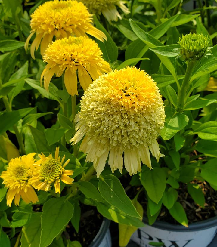 Echinacea hybrid Double Coded™ 'Butter Pecan'