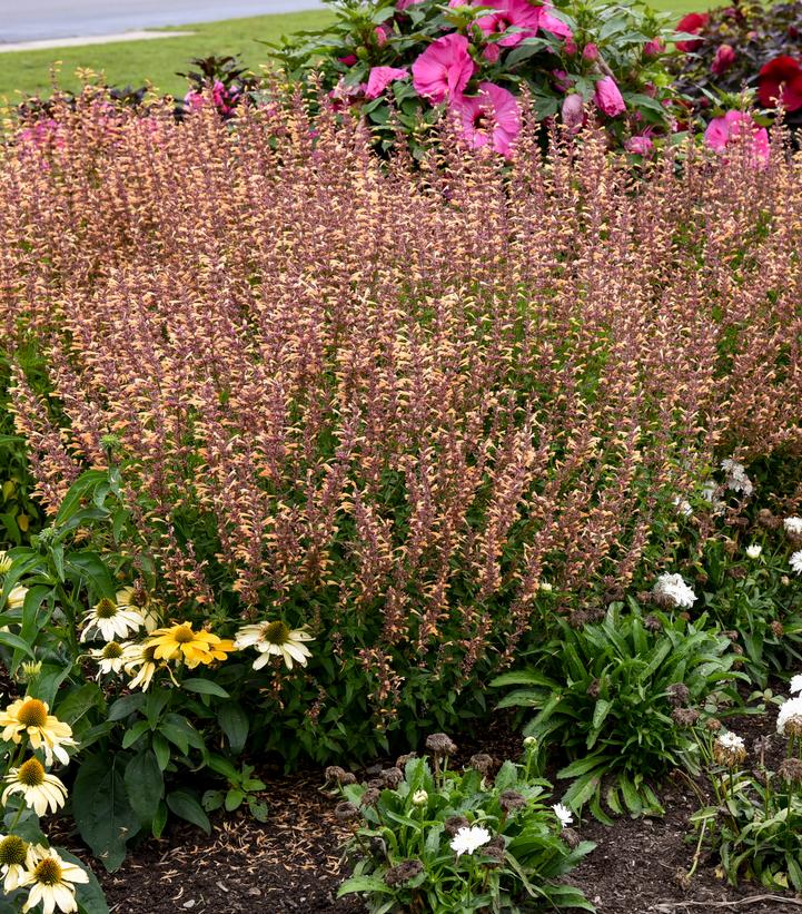 Agastache hybrid Meant to Bee™ 'Queen Nectarine'