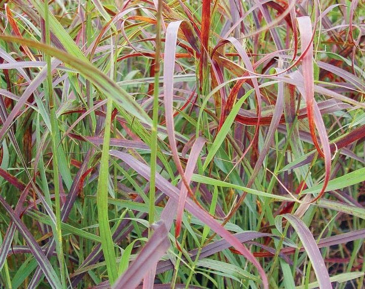 Panicum virgatum Ruby Ribbons™