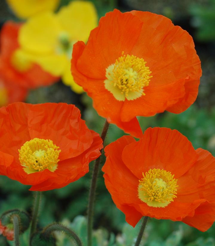 Papaver nudicaule 'Garden Gnome'