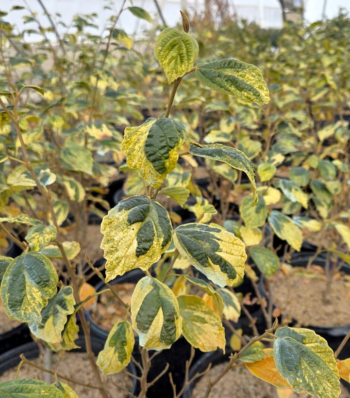 Hamamelis virginiana 'Little Prospect'