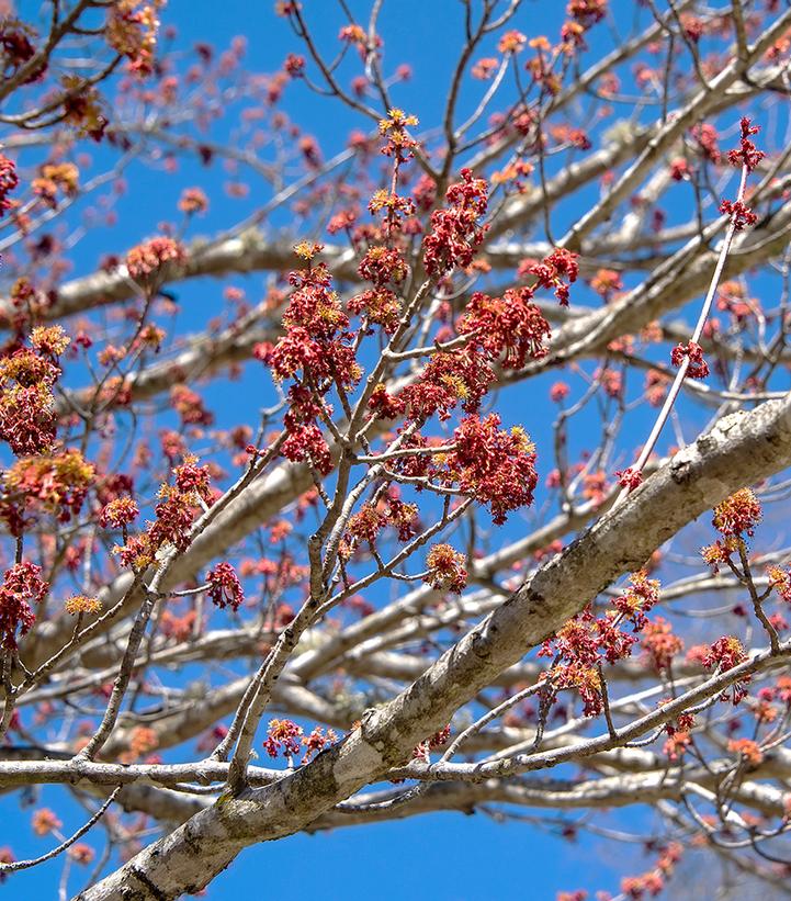 Acer rubrum 