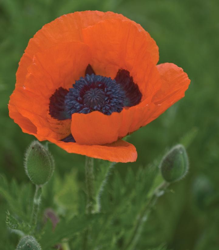 Papaver orientale Prince of Orange