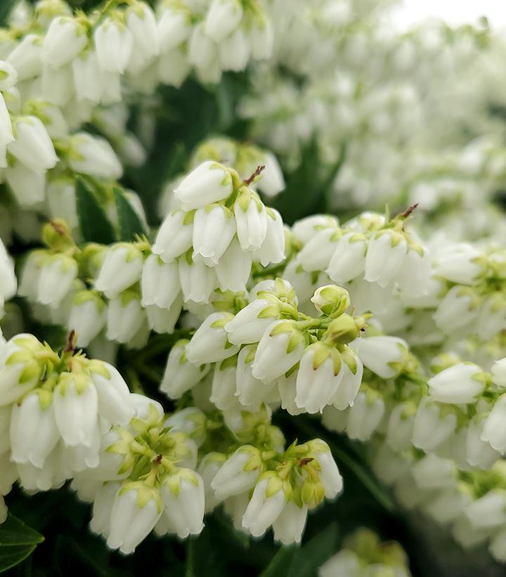 Pieris jap. var yak. 'Prelude'