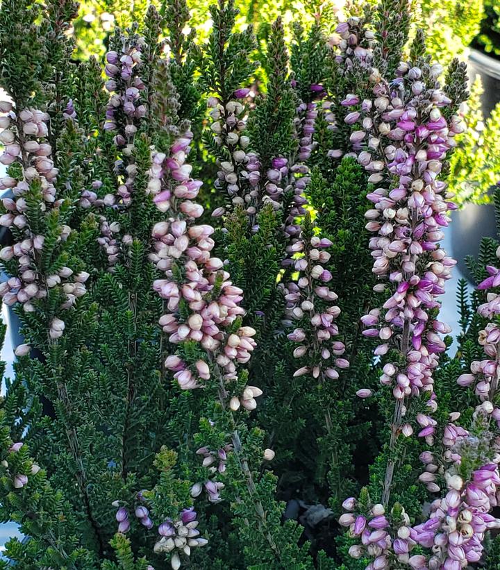 Calluna vulgaris Beauty Ladies® 'Luca'