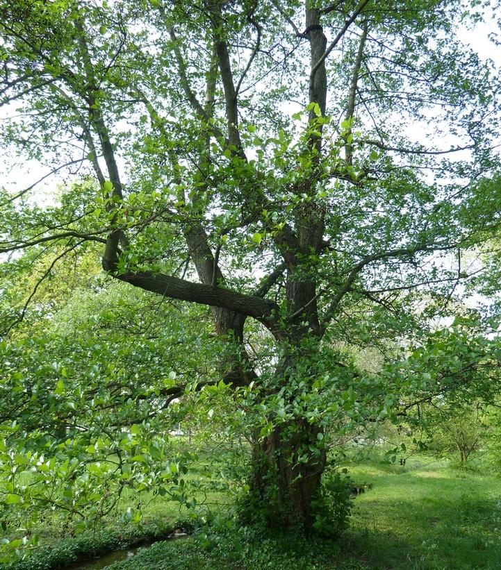 Alnus serrulata 