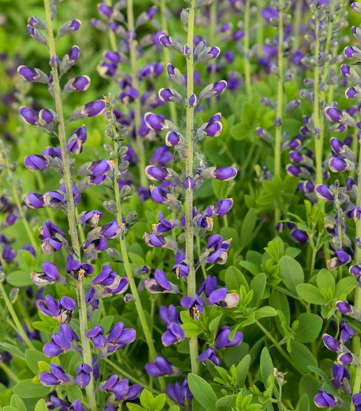 Baptisia x DECADENCE® DECADENCE® Periwinkle Popsicle