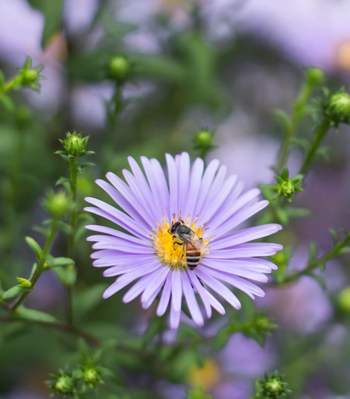 Aster novae-angliae 