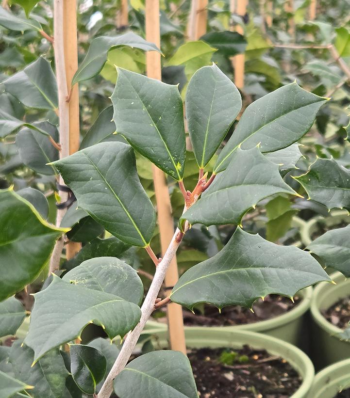 Ilex opaca 'Jersey Knight'