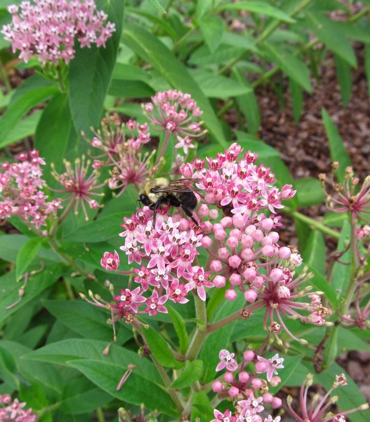 Asclepias incarnata ssp. pulchra 