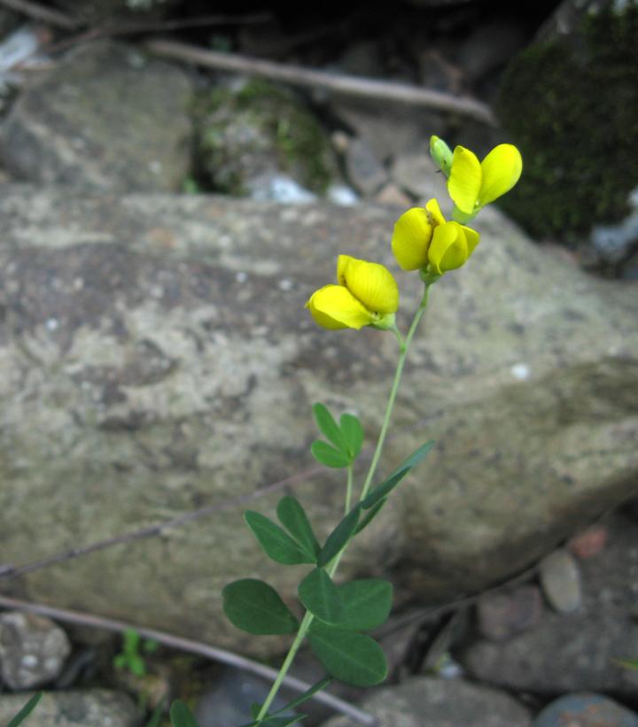 Baptisia tinctoria 