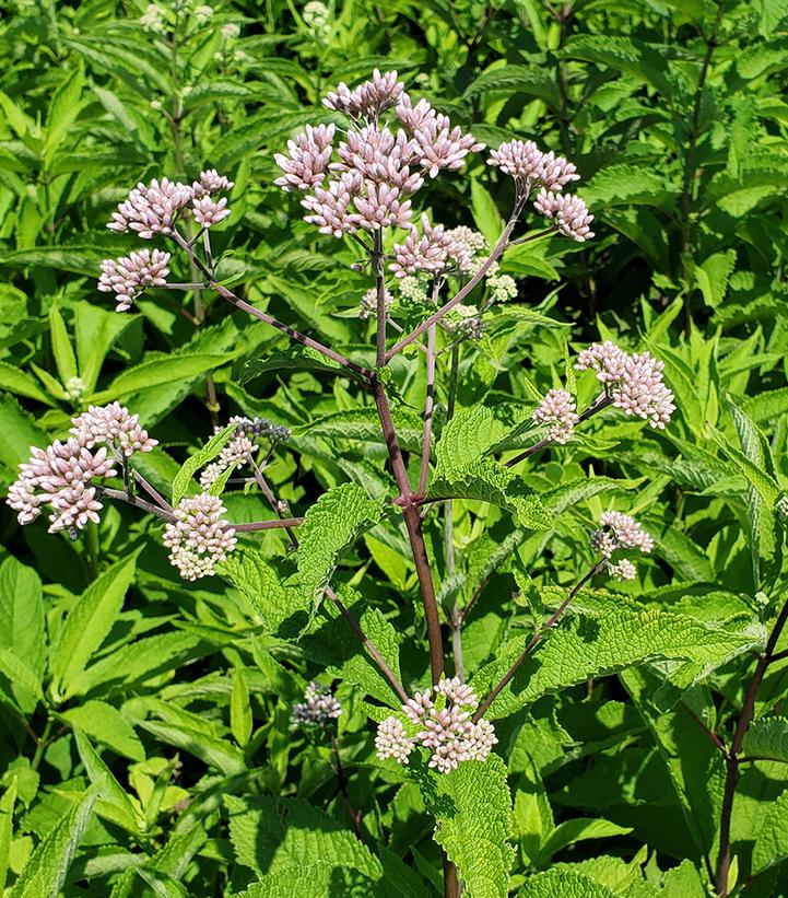 Eupatorium purpureum 