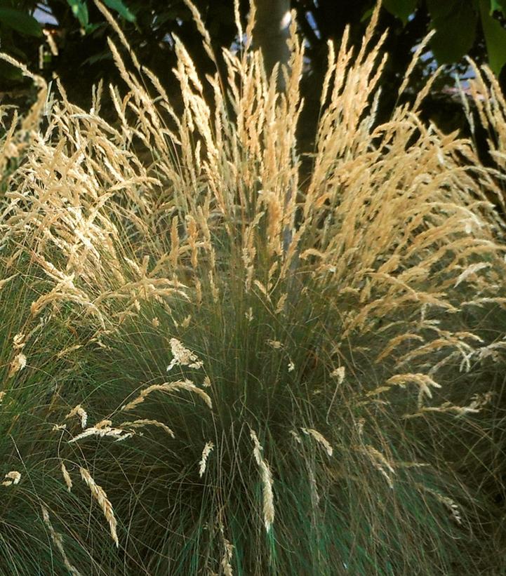 Festuca sp. Eilers Beauty™ 