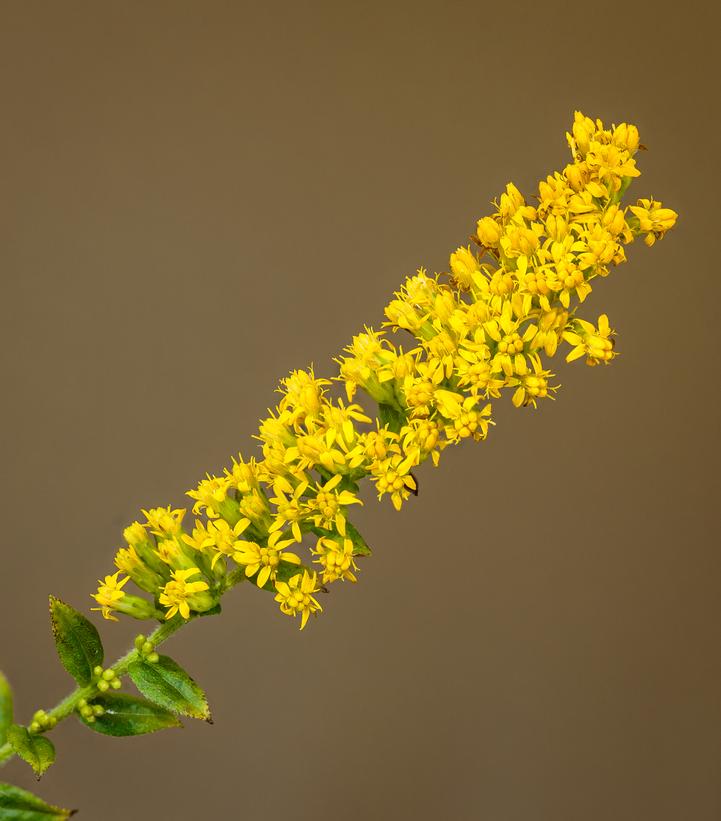 Solidago rugosa 