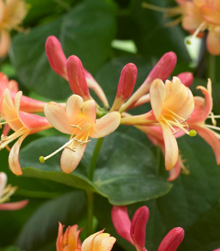 Lonicera x 'Coral Star'