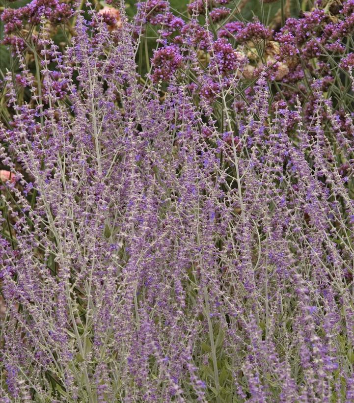 Perovskia 'Little Spire'