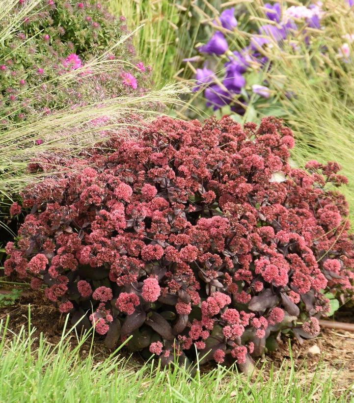 Sedum hybrid Rock 'N Grow® 'Midnight Velvet'