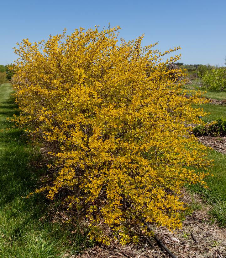 Physocarpus opulifolius Honeycomb®