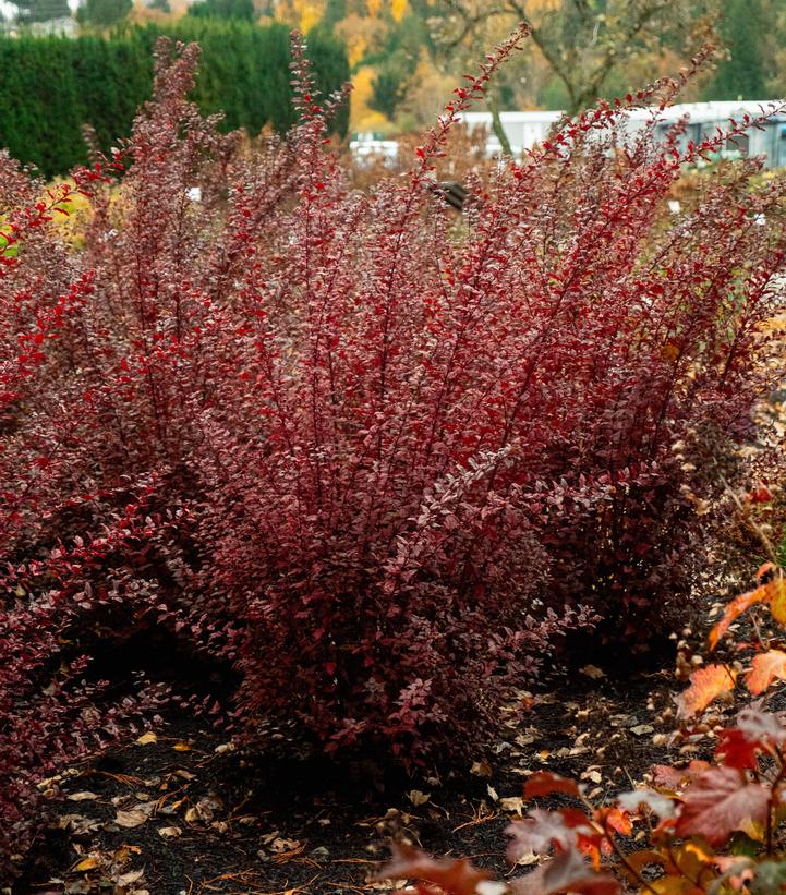 Physocarpus opulifolius Calico Kitty™