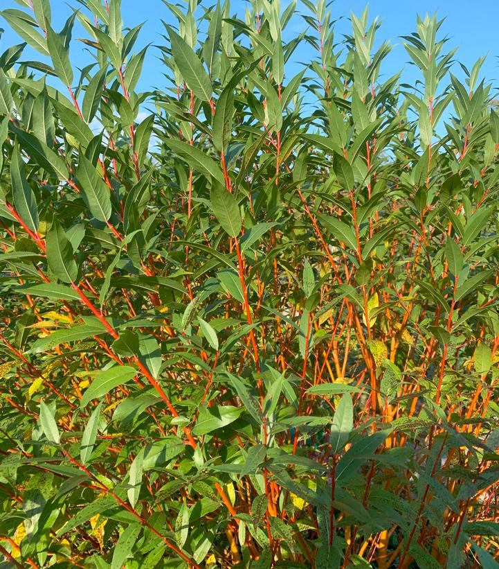 Salix alba 'Winter Torch'