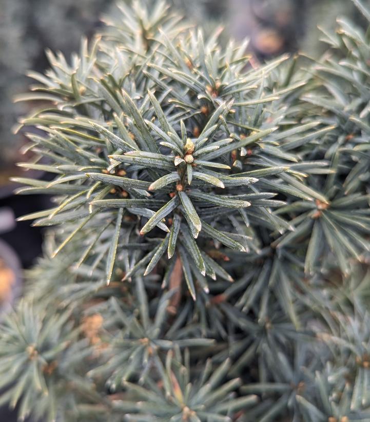 Taxus baccata 'Fastigiata'