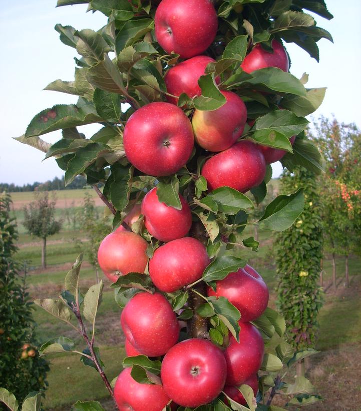 Malus x Fruit Snacks® Tasty Red™