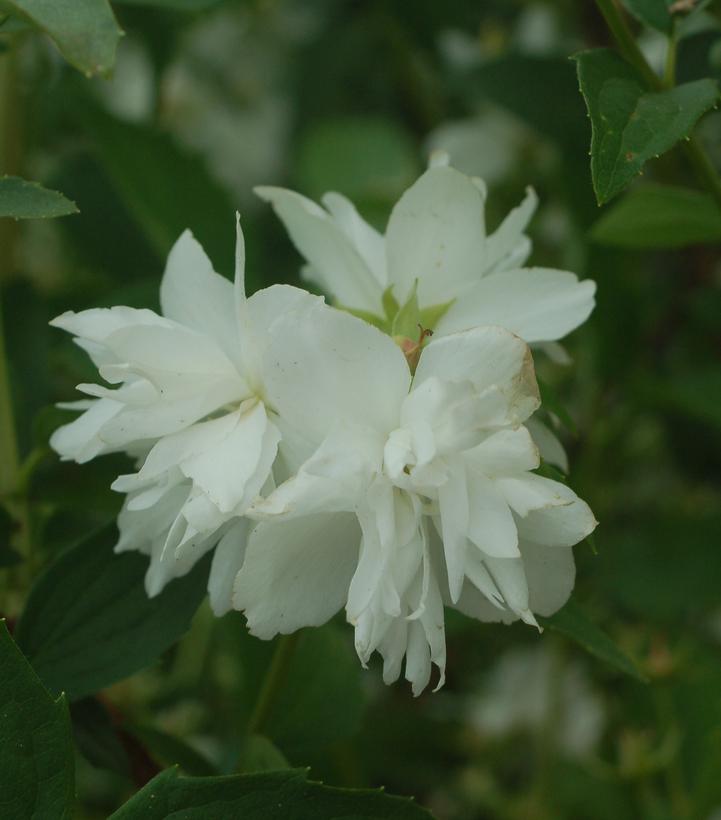 Philadelphus Buckleys Quill