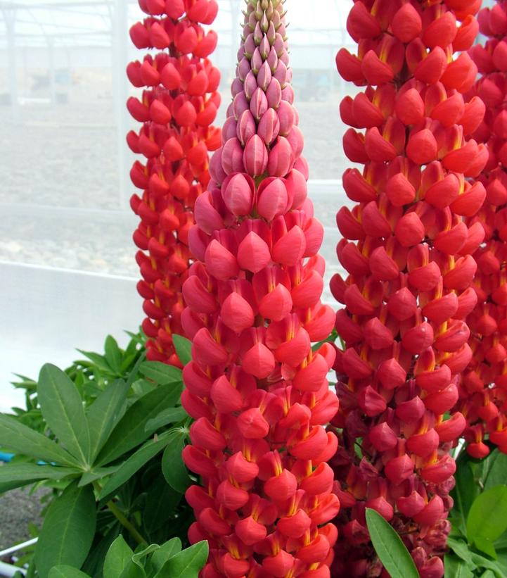 Lupinus polyphyllus Westcountry™ 'Beefeater'