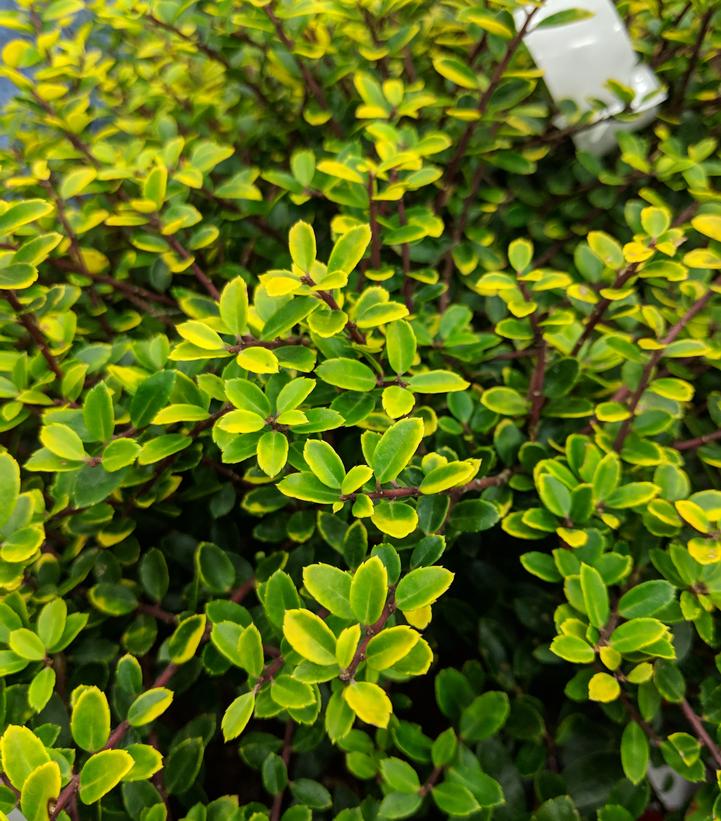 Ilex crenata Golden Helleri