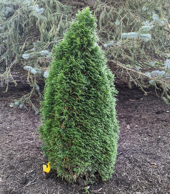 Thuja occidentalis Emerald Petite™