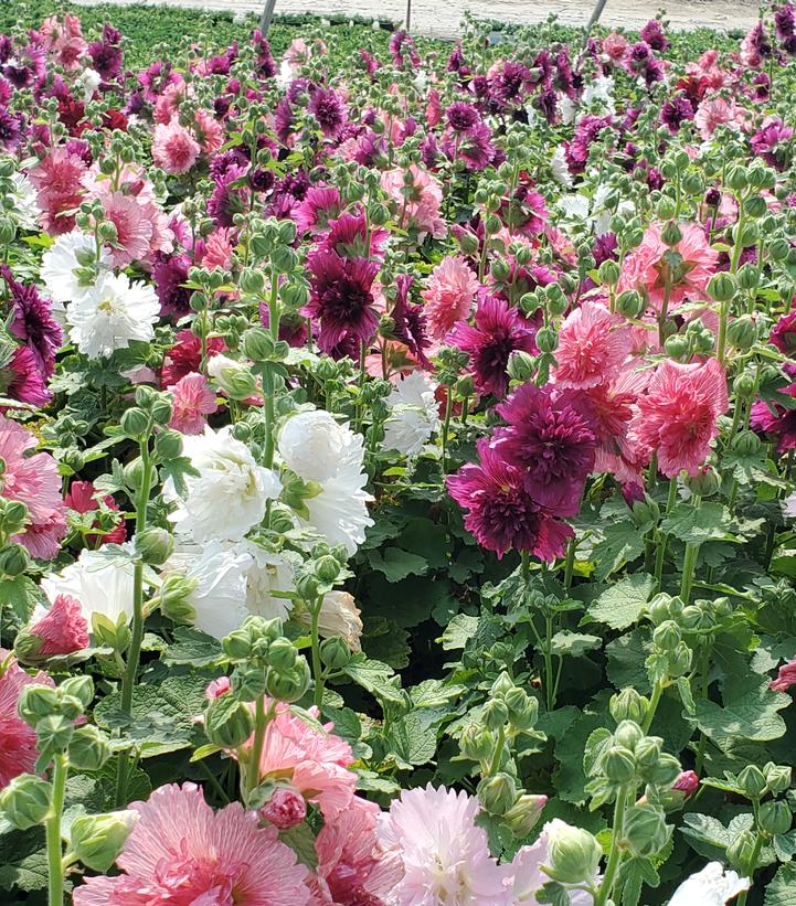 Alcea rosea annua Spring Celebrities Mix