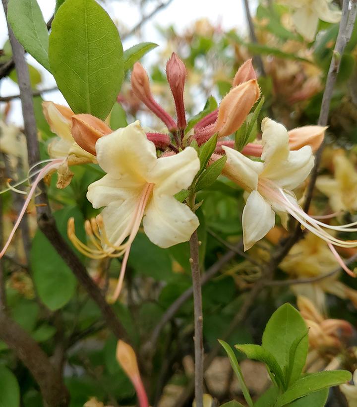 Azalea 'My Mary'