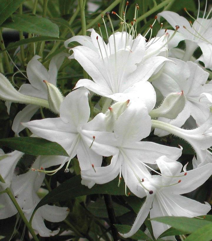 Azalea viscosum 'Weston's Innocence'