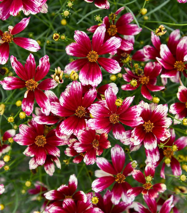 Coreopsis verticillata Designer Threads™ 'Heartstrings'