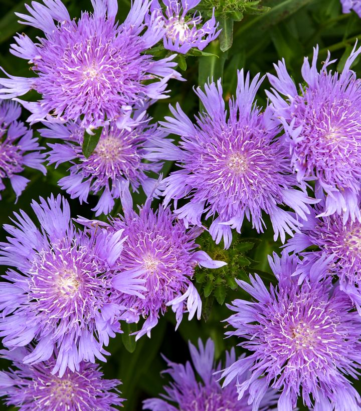 Stokesia laevis TOTALLY STOKED™ 'Riptide'