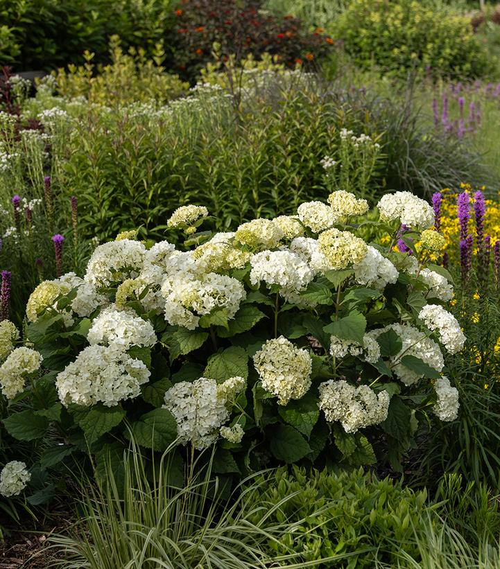 Hydrangea arborescens FlowerFull™