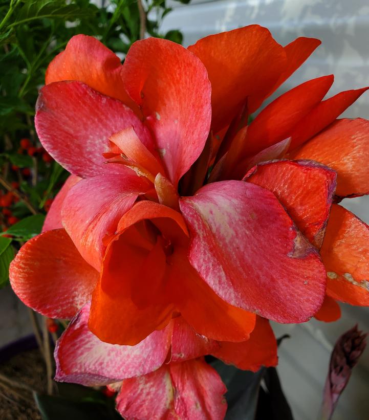 Canna Cannova® Bronze Orange