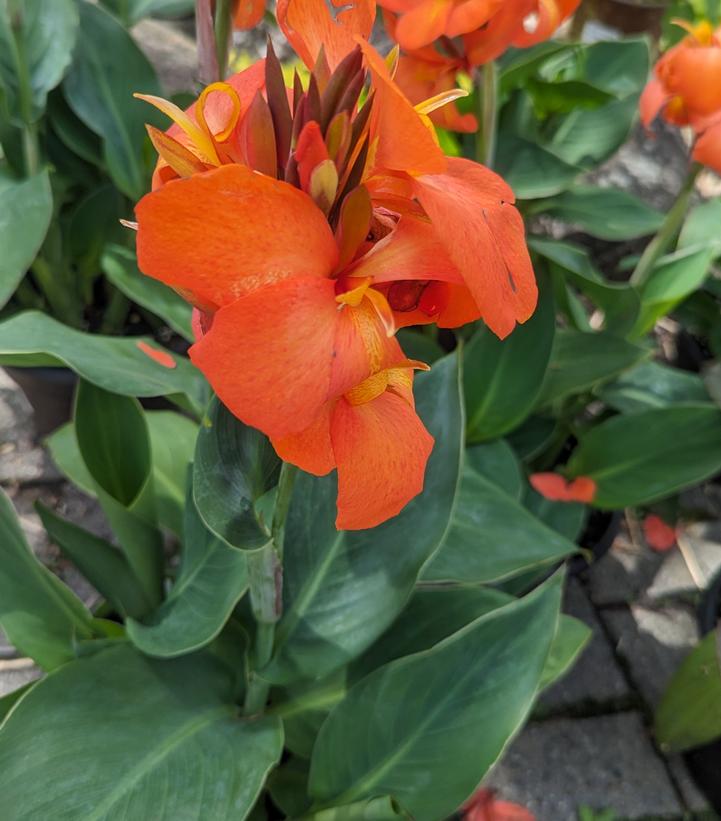 Canna Cannova® Orange Shades