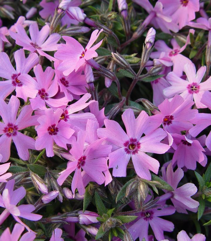 Phlox subulata 'Fort Hill'