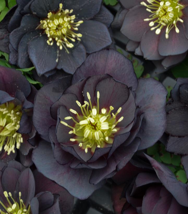 Helleborus Wedding Party® Dark and Handsome