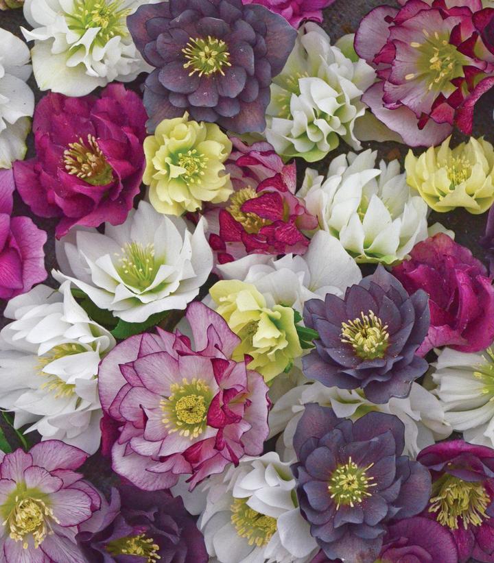 Helleborus Wedding Party® Mixed