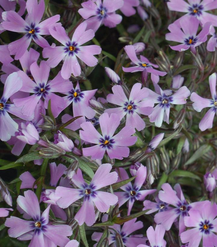 Phlox subulata Purple Beauty