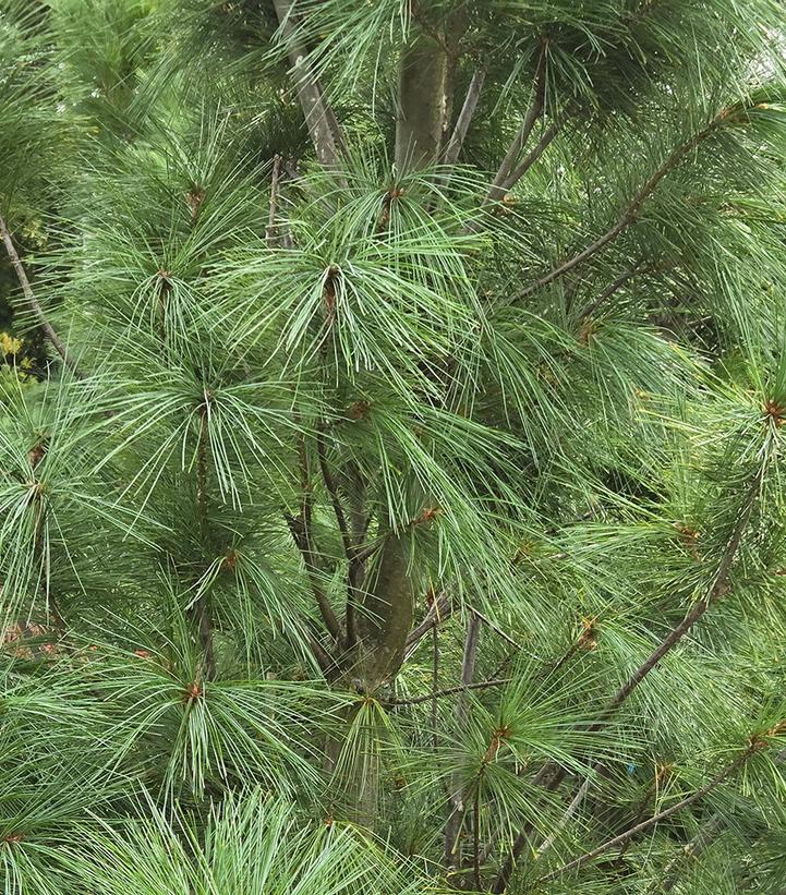 Pinus strobus 'Fastigiata'