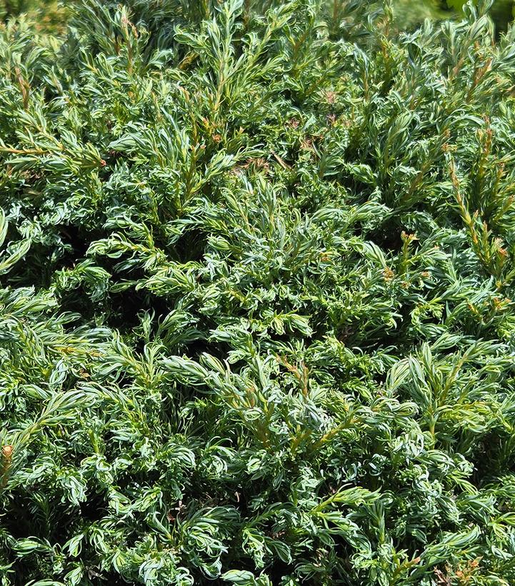 Chamaecyparis pisifera 'Cyano-viridis'