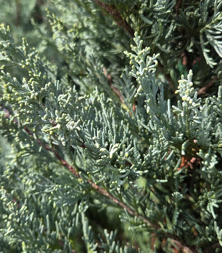 Juniperus scopulorum 'Moffat Blue'
