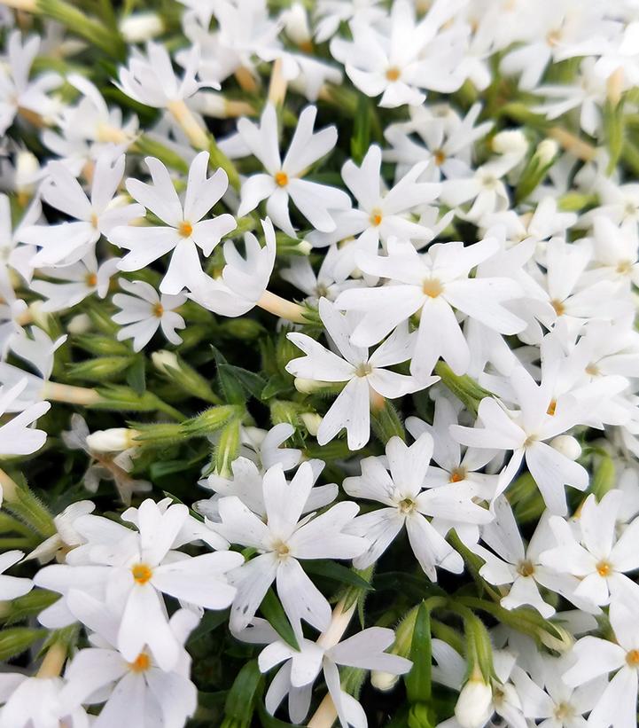 Phlox subulata 'Snowflakes'