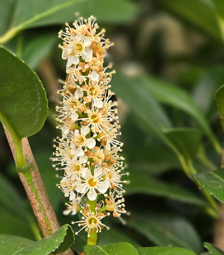 Prunus laurocerasus 'Nana'