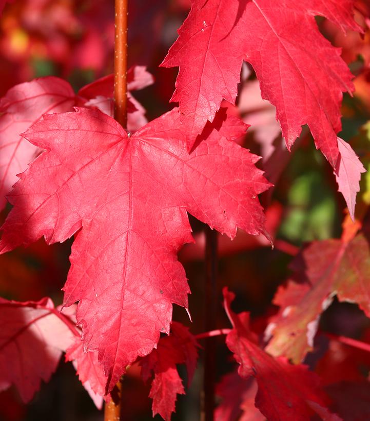 Acer palmatum 'Twombly's Red Sentinel'